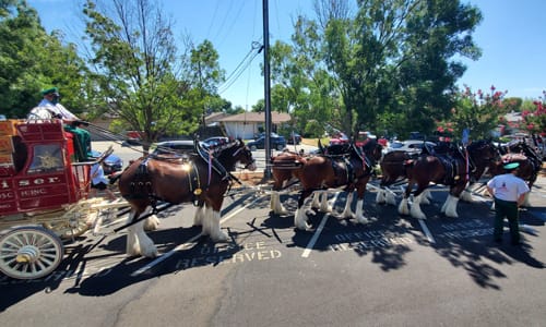 Beautiful horses pulling wagon for 4th of July